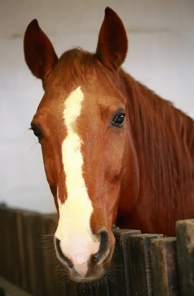 Kůň — Stock fotografie