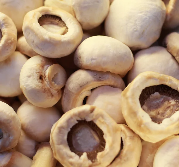 Mushrooms — Stock Photo, Image