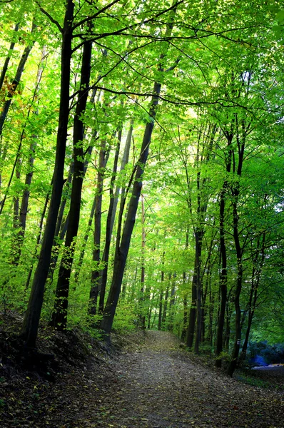 Sendero a través de un hermoso bosque — Foto de Stock