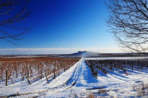 Viñedo en panorama de invierno — Foto de Stock