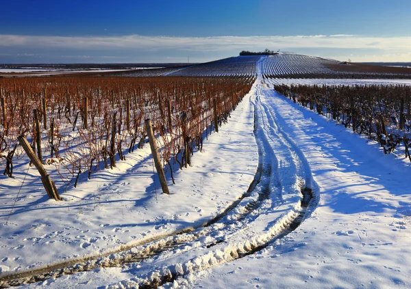 Viñedo en panorama de invierno — Foto de Stock