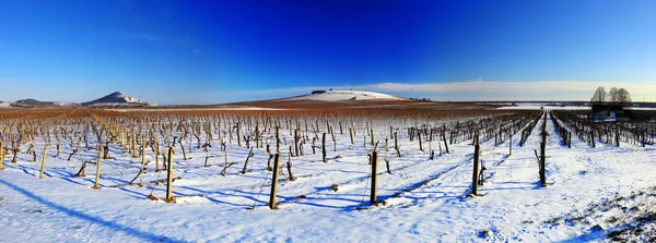 Viñedo en invierno — Foto de Stock