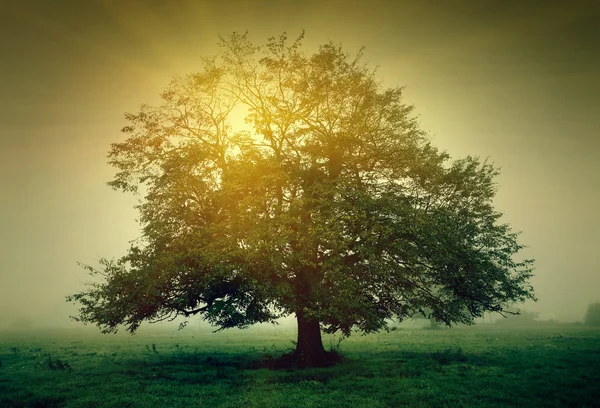 Árbol con luz solar — Foto de Stock