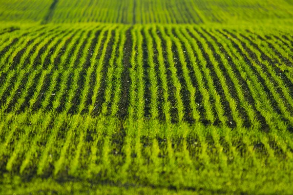 Campo agricolo con filari verdi — Foto Stock