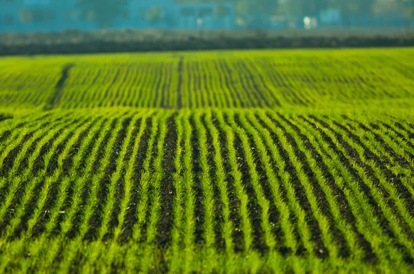 Сільськогосподарське поле з зеленими рядами — стокове фото