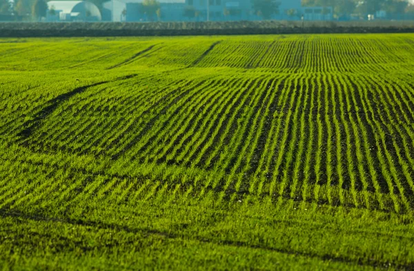 Campo de agricultura com linhas verdes — Fotografia de Stock