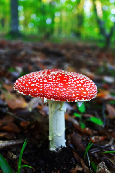 Fly agaric toadstool in moss — Stock Photo, Image