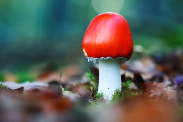 Fly agaric toadstool in moss — Stock Photo, Image