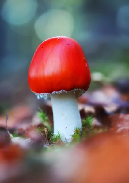 Fly agaric muchomůrky v lese — Stock fotografie