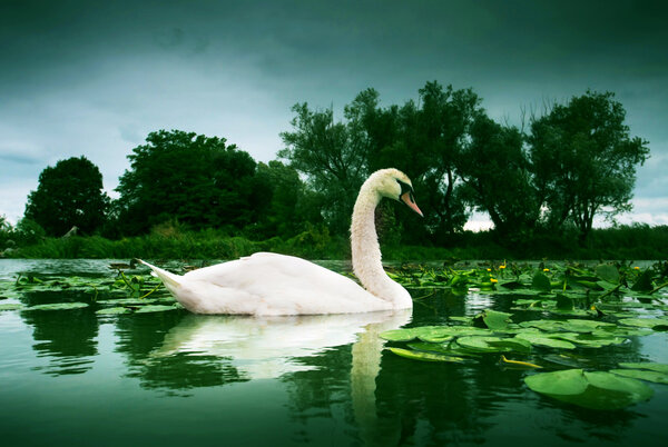 White swan swim of water surface on Lake Balaton