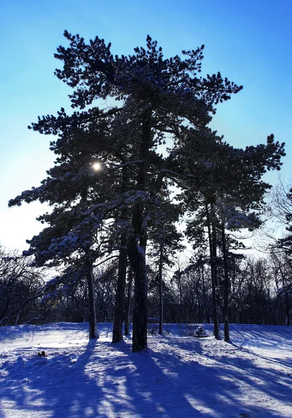 Bosque nevado con cielo azul en invierno — Foto de Stock