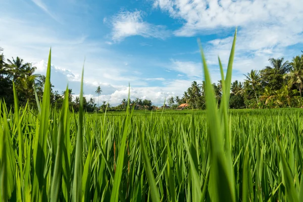 Rýžová pole v Ubud — Stock fotografie