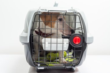 Sevimli köpek taşıyıcı