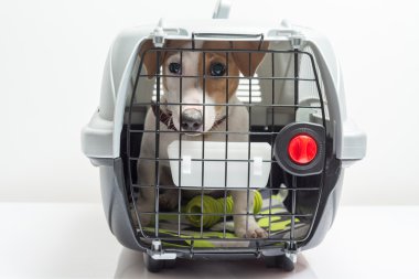 Sevimli köpek taşıyıcı