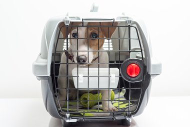 Sevimli köpek taşıyıcı
