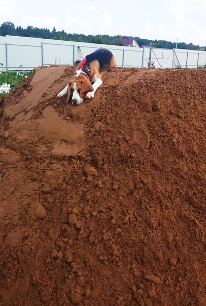 Mignon beagle chien repos — Photo