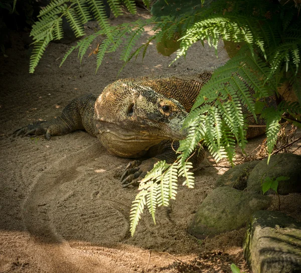 Velký komodový drak — Stock fotografie