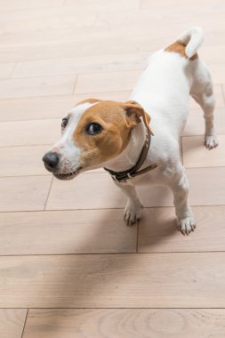 Jack Russell Terrier evde