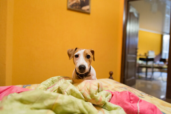 Little jack russell terrier on bed