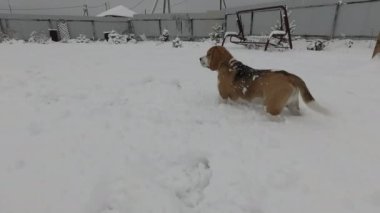 POV karda aktif komik bir av köpeğiyle oynuyor