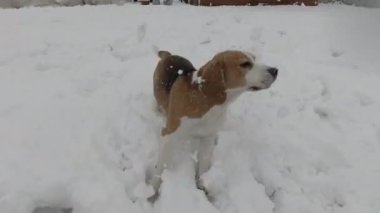 POV karda aktif komik bir av köpeğiyle oynuyor