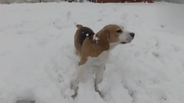 POV zabawy zabawny aktywny beagle w śniegu — Wideo stockowe