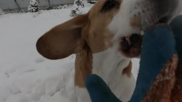 POV jouer avec drôle actif beagle dans la neige — Video