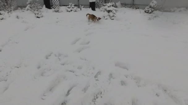 POV zabawy zabawny aktywny beagle w śniegu — Wideo stockowe