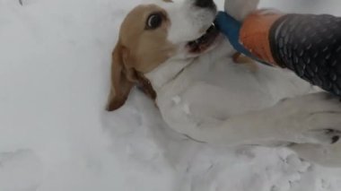 POV karda aktif komik bir av köpeğiyle oynuyor