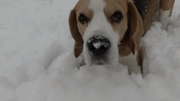 POV spelen met grappige actieve beagle in de sneeuw — Stockvideo