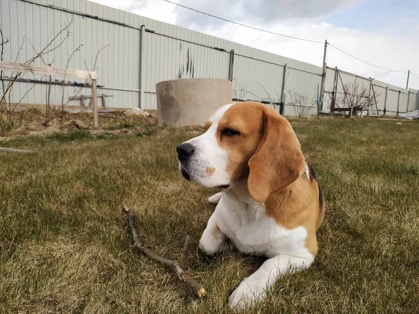 Mignon chien beagle sur l'herbe — Photo