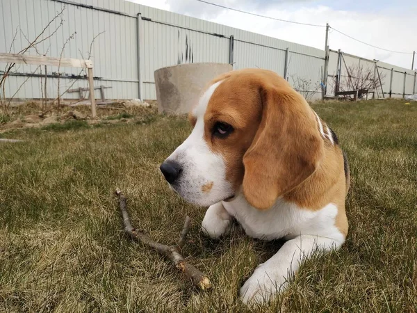 Cute pies beagle na trawie — Zdjęcie stockowe