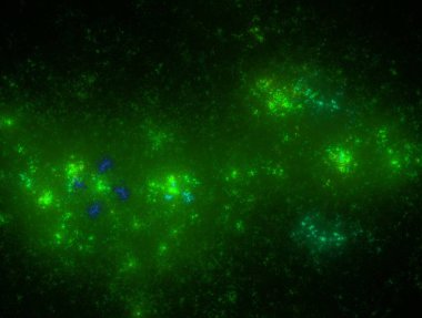 Resimsel fraktal arkaplan oluşturuldu