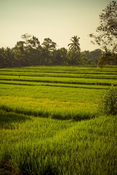 Reisfeld auf Bali Stockbild