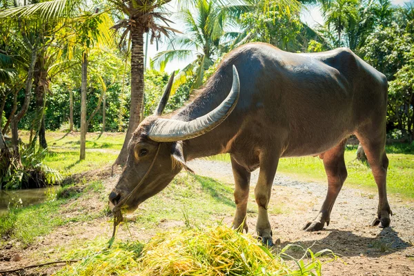 Большой бытовой буйвол — стоковое фото
