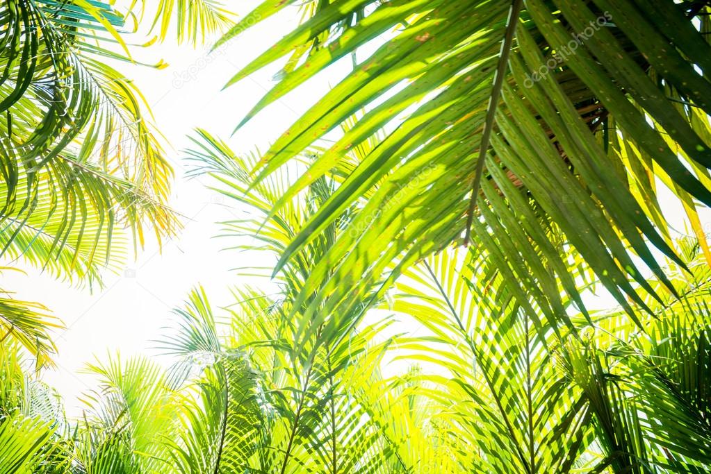 Sun over green palm leaves