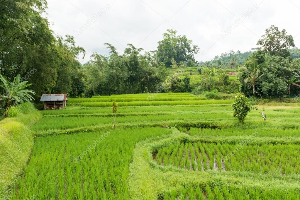 Rice paddies