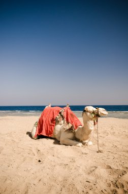 Kumun üzerinde dinlenme deve