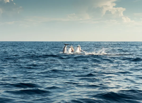 Golfinhos no oceano pacífico — Fotografia de Stock