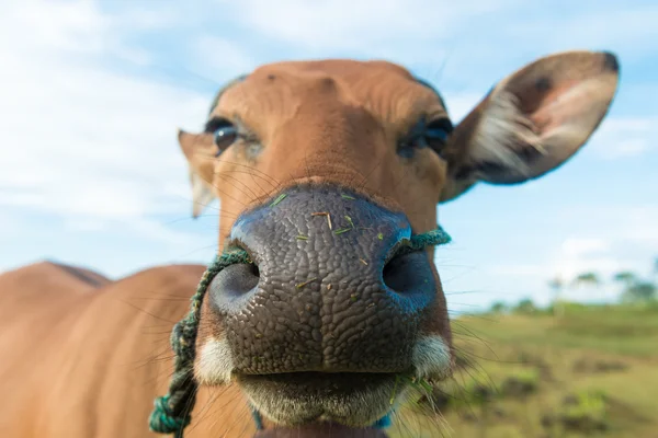 Carino primo piano mucca — Foto Stock