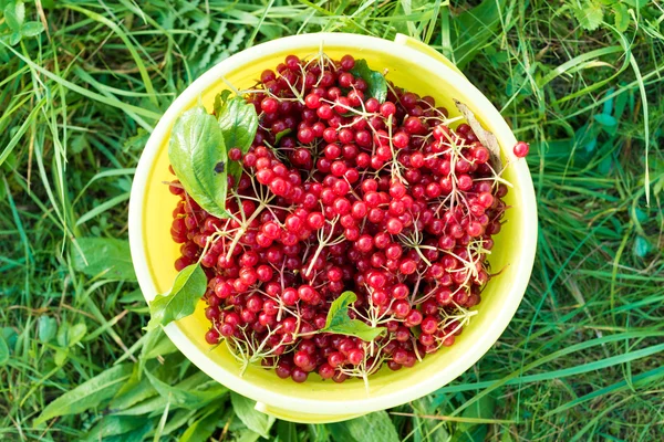 Berries of red viburnum in bucket — Stock Photo, Image