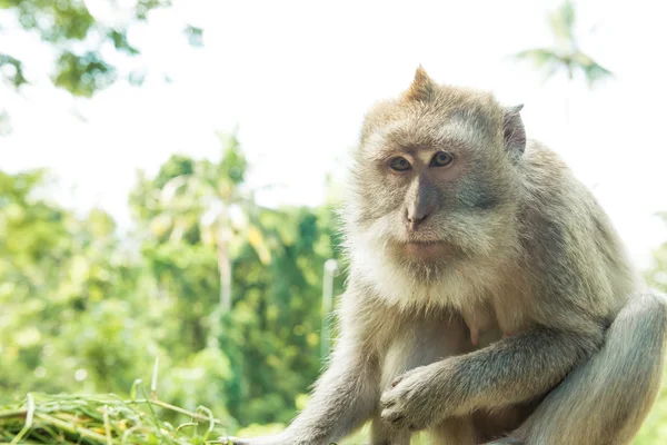 Scimmie a Ubud Bali — Foto Stock