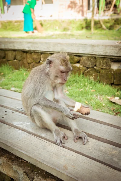 Apen in Ubud Bali — Stockfoto