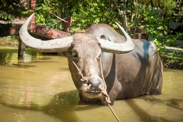 Gran búfalo de agua doméstico — Foto de Stock