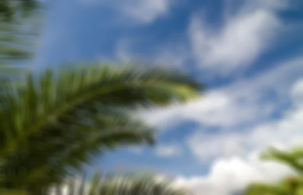 Blue sky with palm trees — Stock Photo, Image