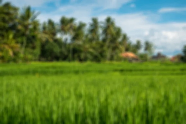 Rice fields in Ubud — Stock Photo, Image