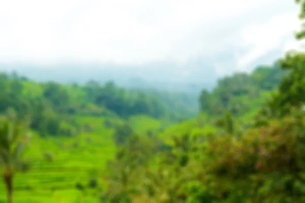 Arroz paddies — Fotografia de Stock