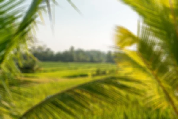 Pole ryżowe na Bali — Zdjęcie stockowe