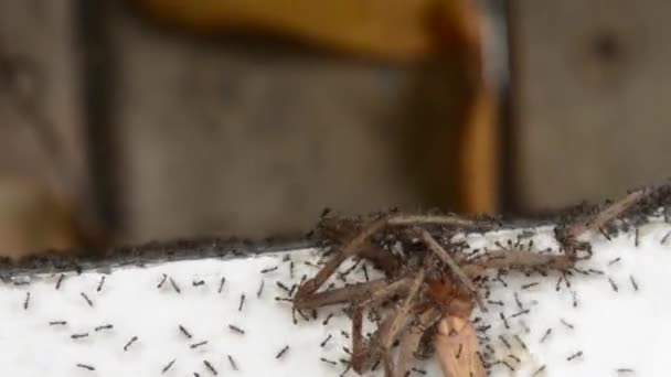 Ameisen fangen Spinnen — Stockvideo