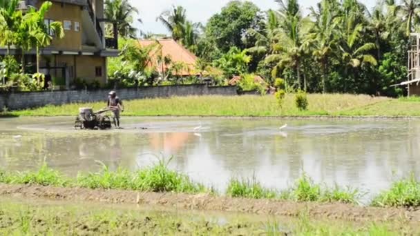 Cultivo de arroz paddy — Vídeo de Stock